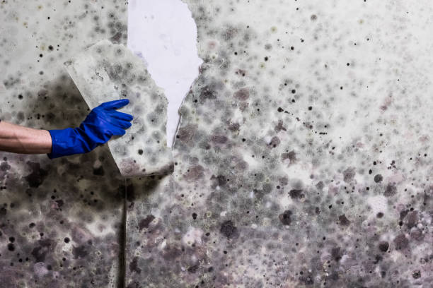 Best Residential Mold Remediation in Fest Grove, OR